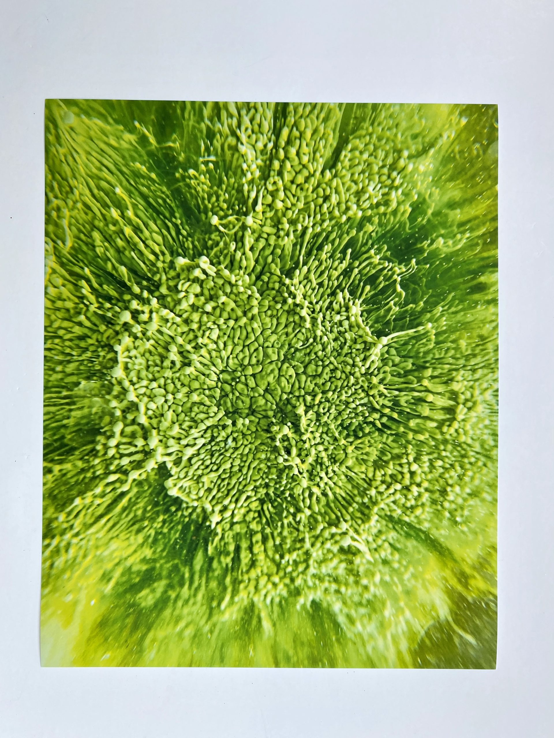 Bespattered Facade 8" x 10" Resin Petri Giclee Print #3