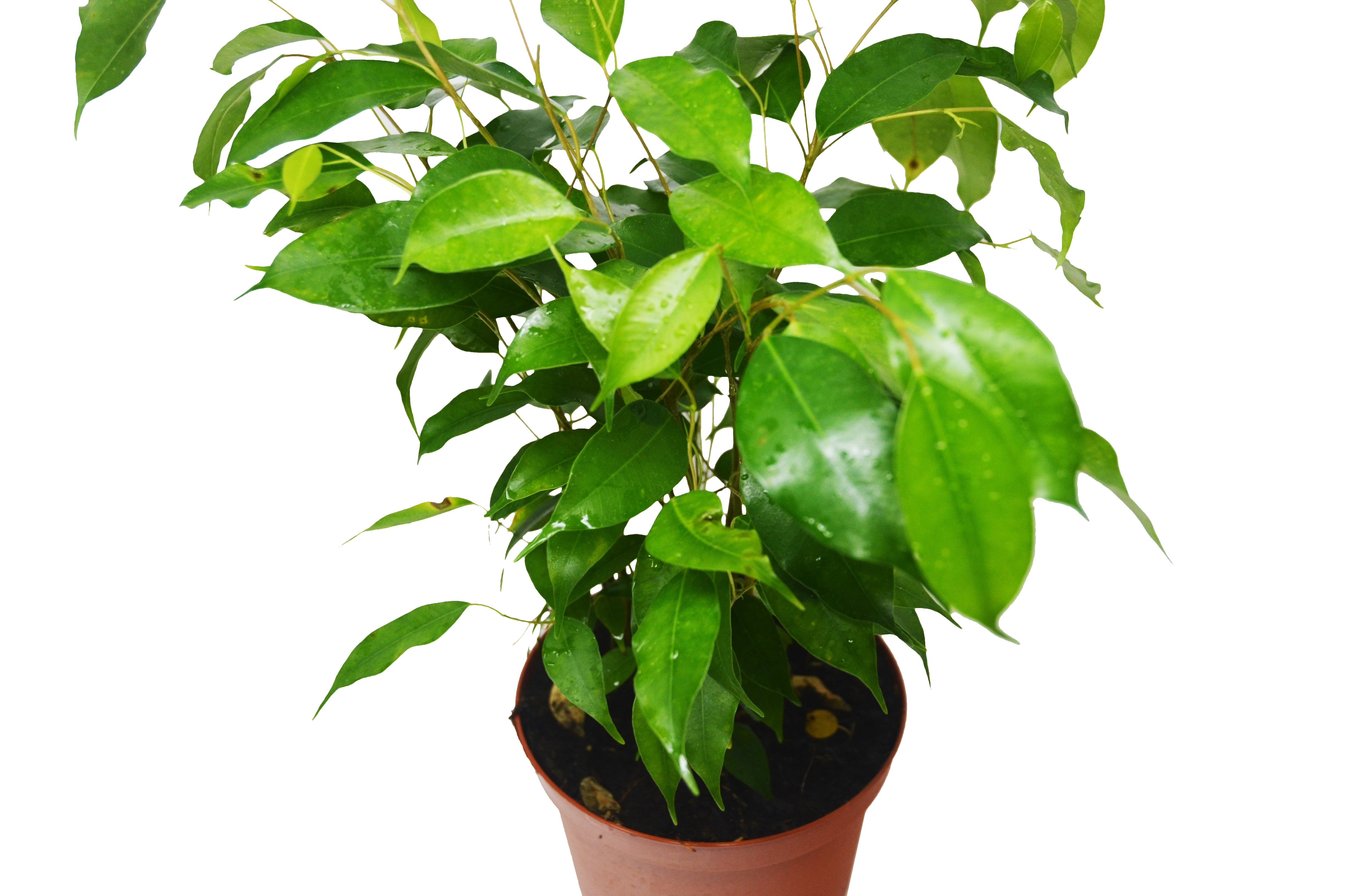 Ficus 'Benjamina'