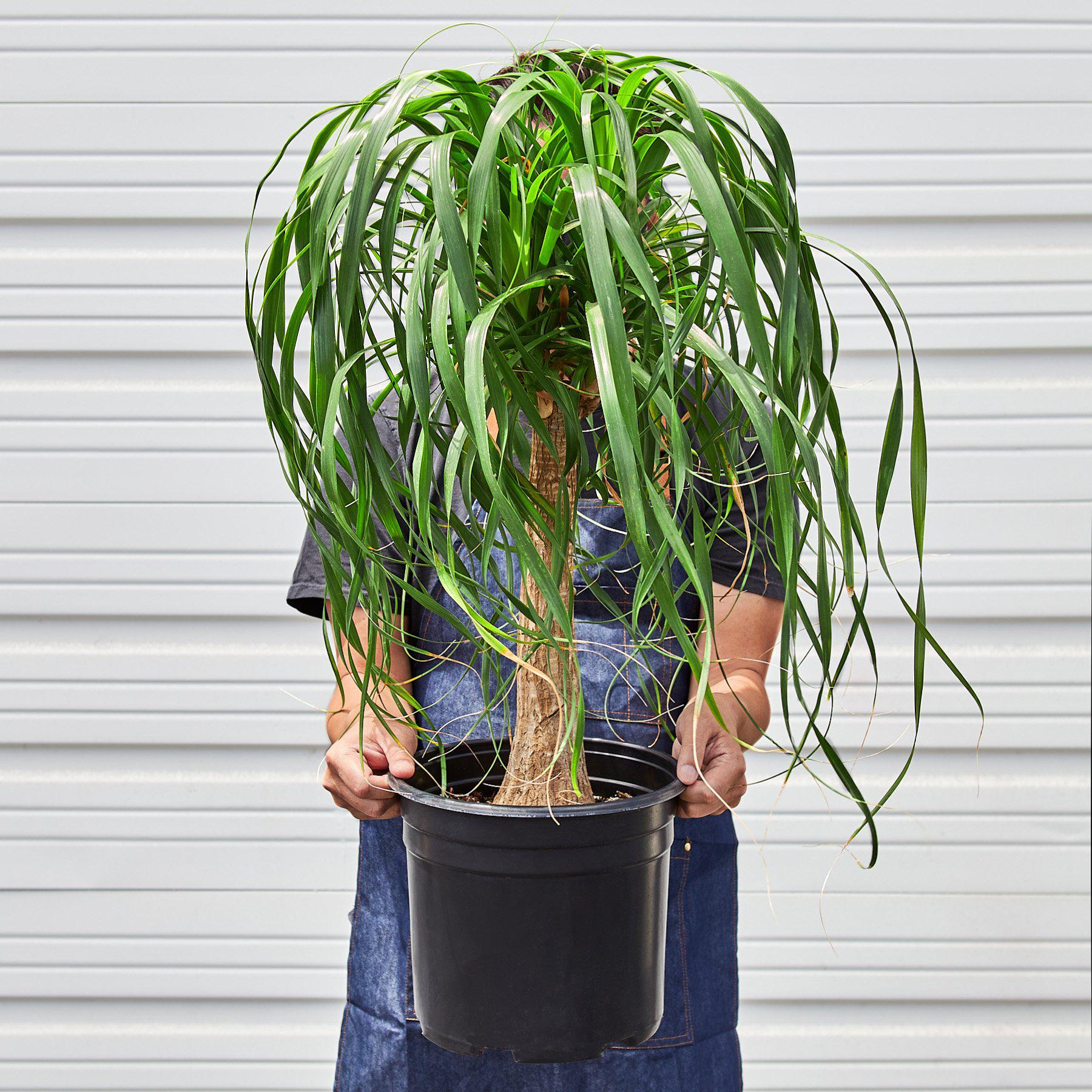 Palm 'Ponytail' - In 10" Pot