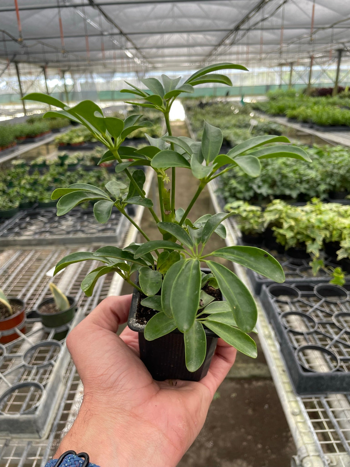 Schefflera Arboricola