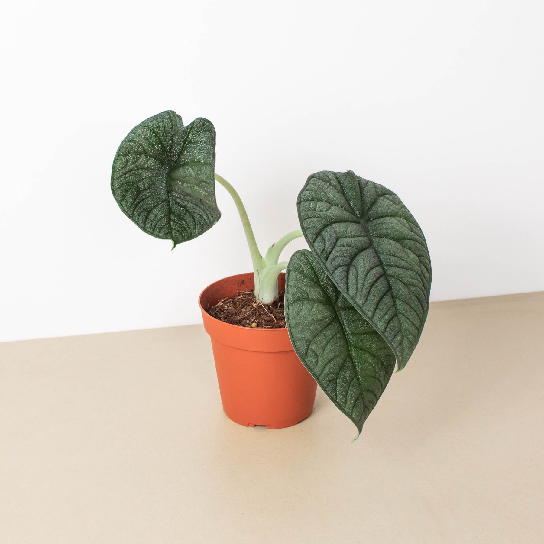Alocasia 'Melo' – The Minocqua Marketplace