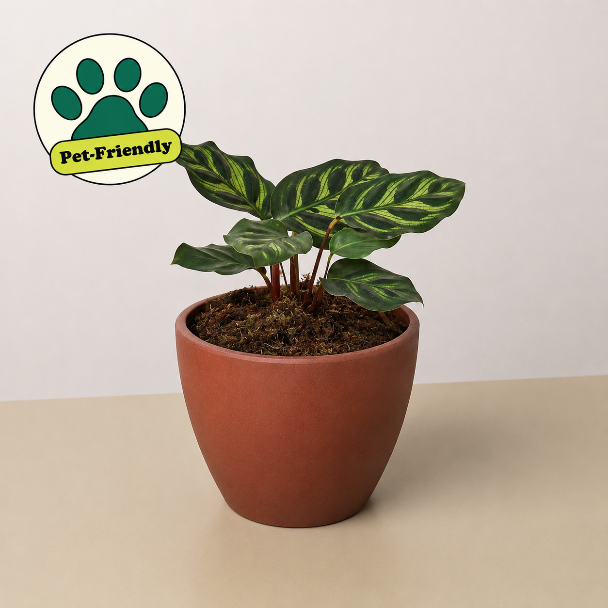 Calathea 'Makoyana'