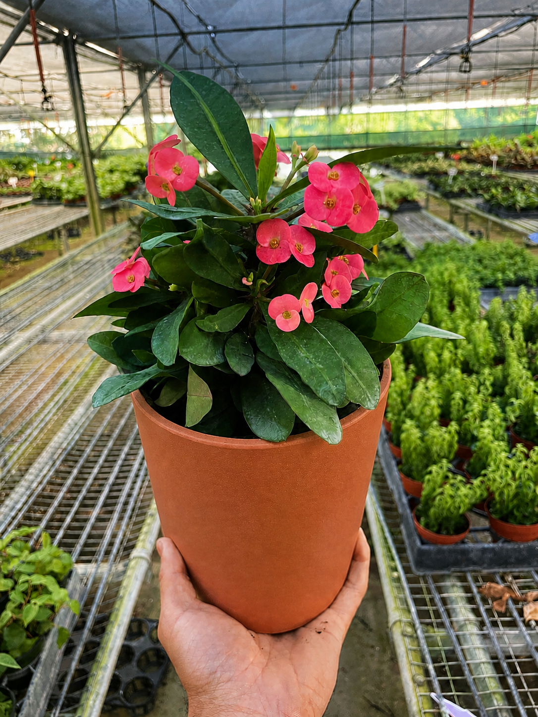 Crown of Thorns