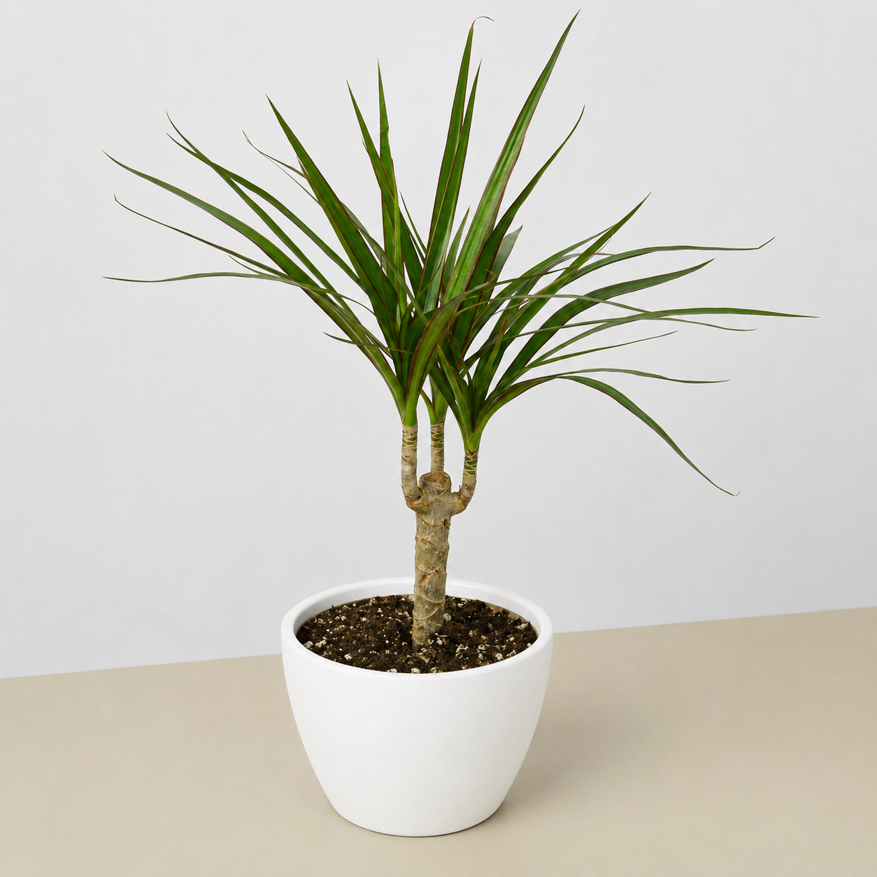 Dracaena 'Marginata Cane'