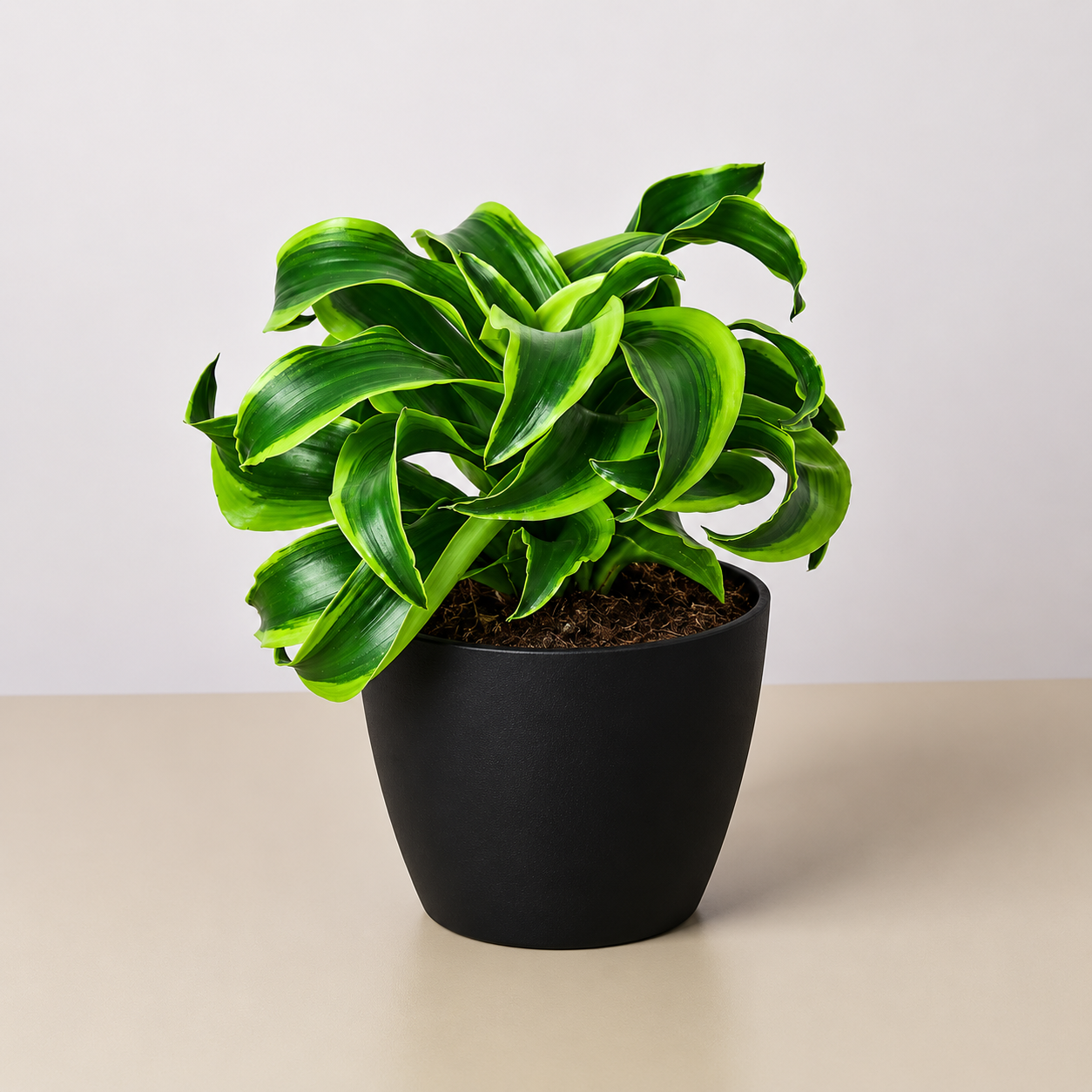 Dracaena 'Tornado'