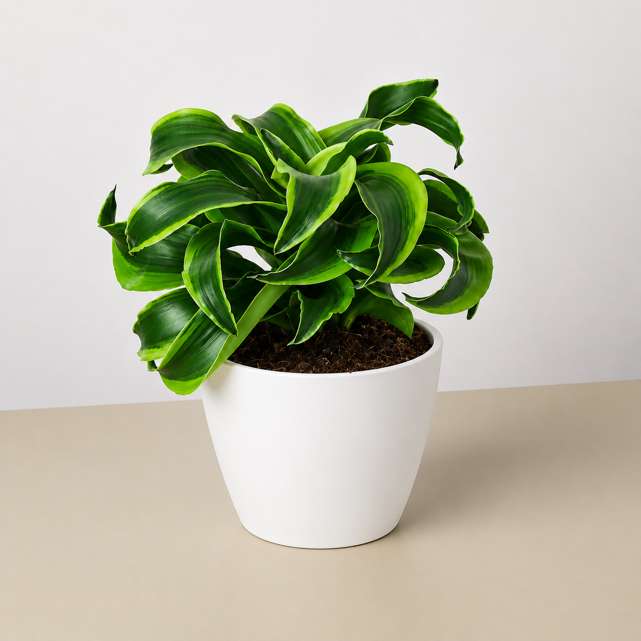 Dracaena 'Tornado'
