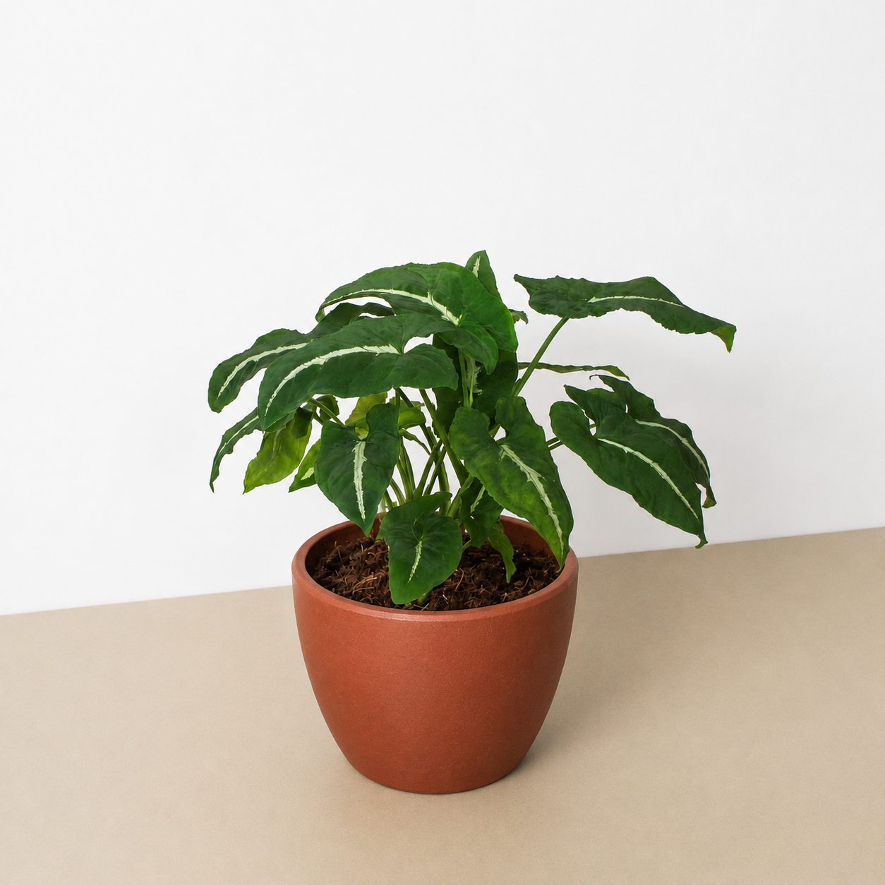 Syngonium wendlandii 'Black Velvet'