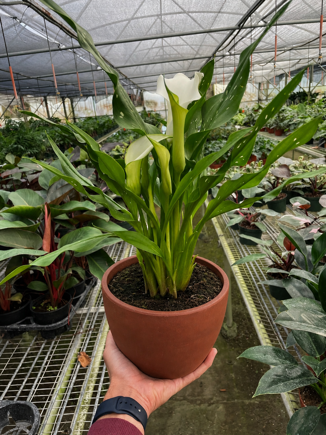 Calla Lily