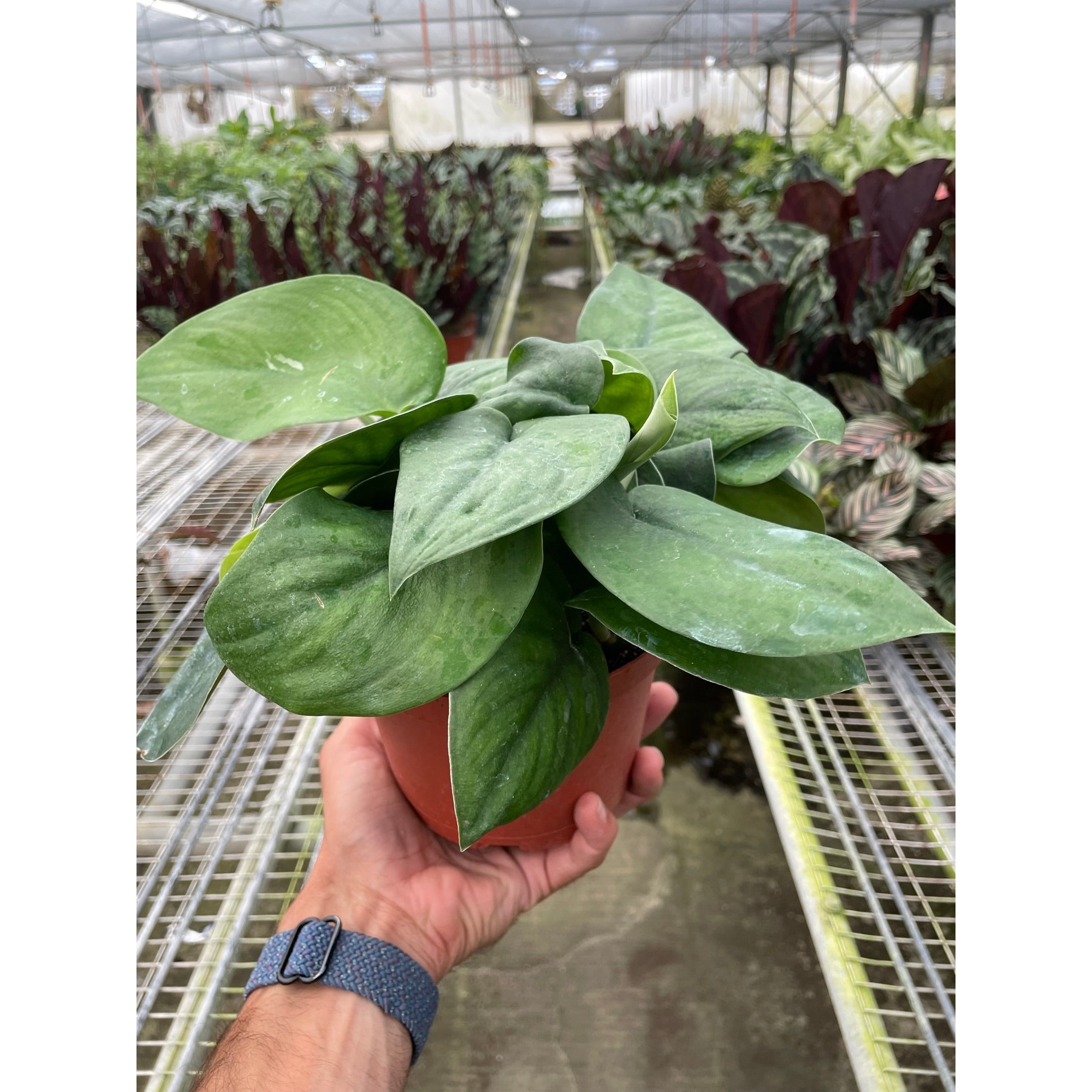 Pothos Jade Satin
