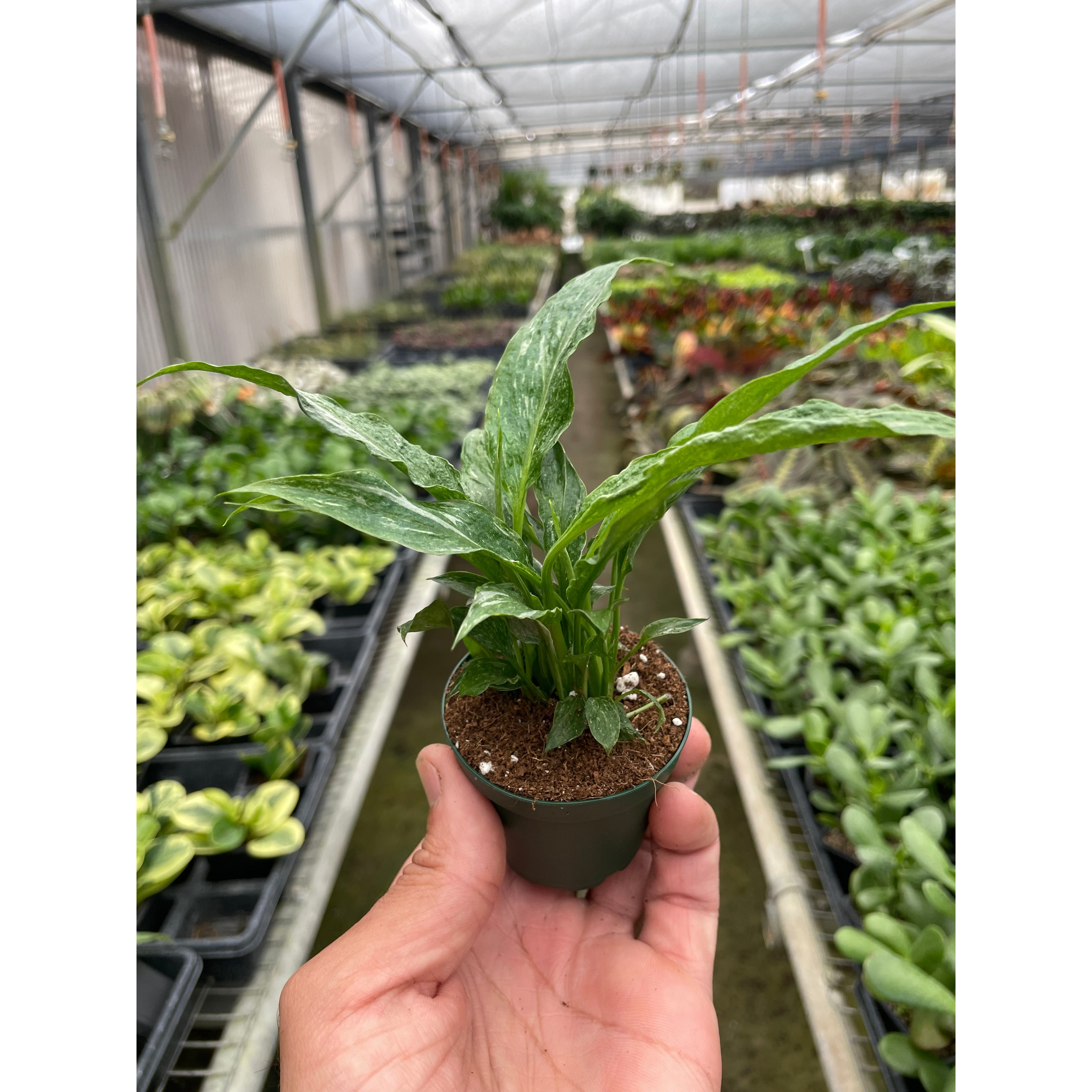 Variegated Spathiphyllum 'Domino'