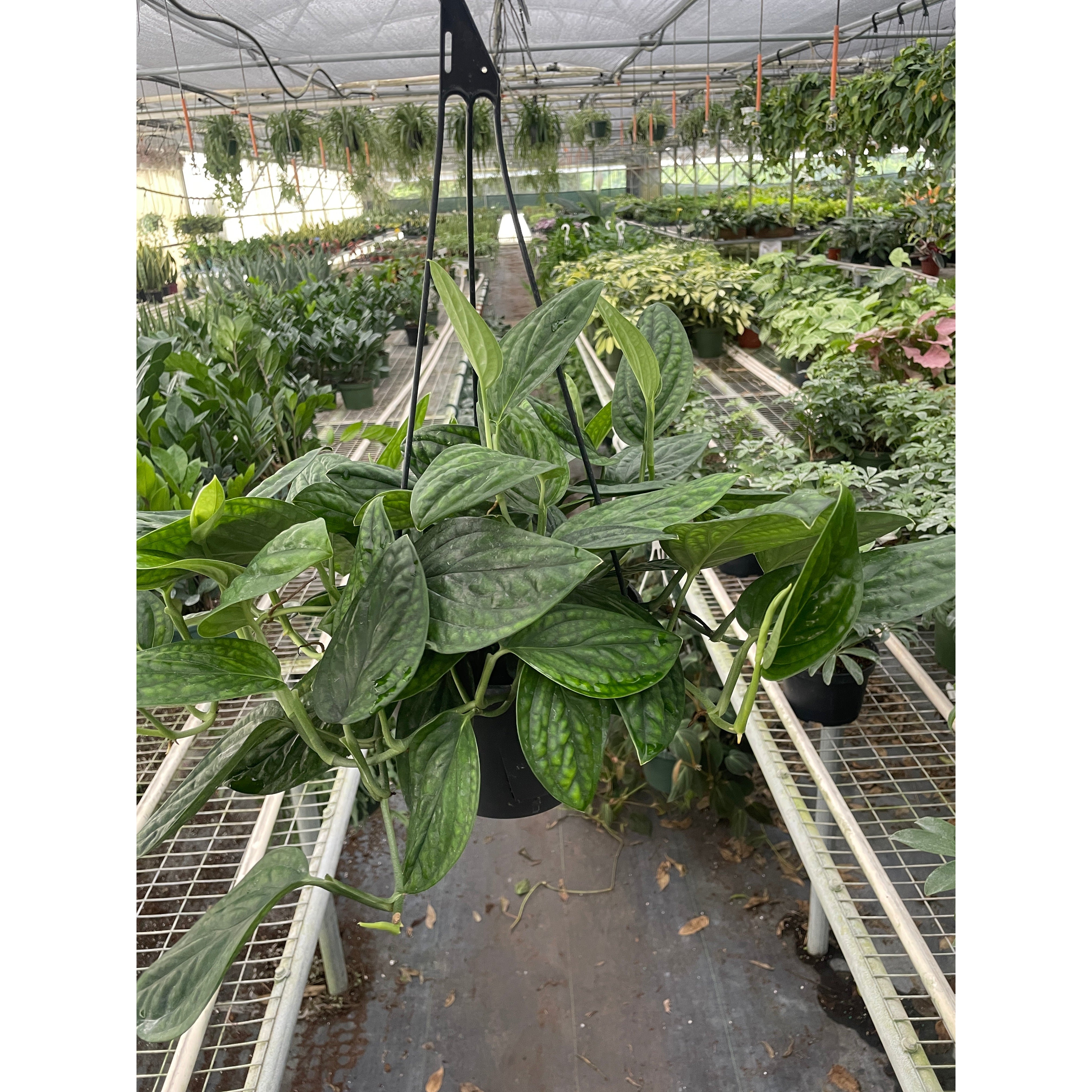 Monstera 'Peru'