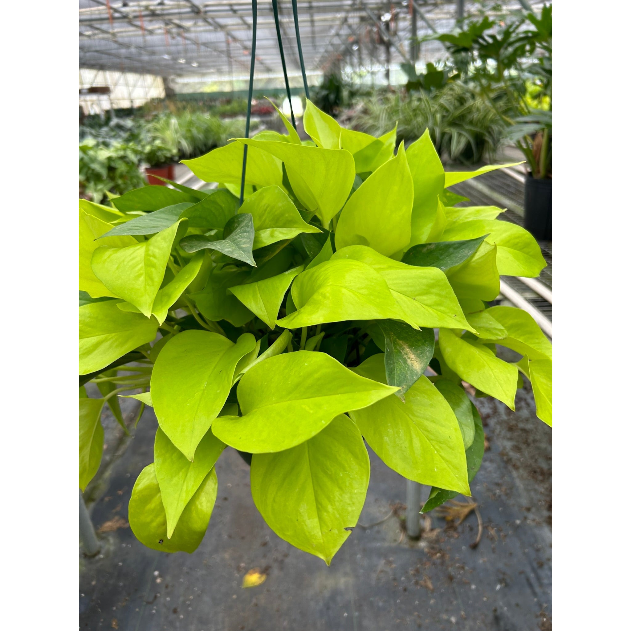 Pothos 'Neon'
