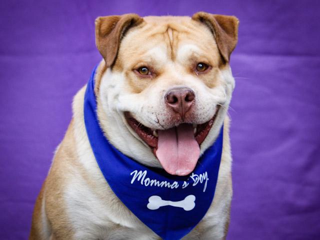 Momma's Boy Bandana