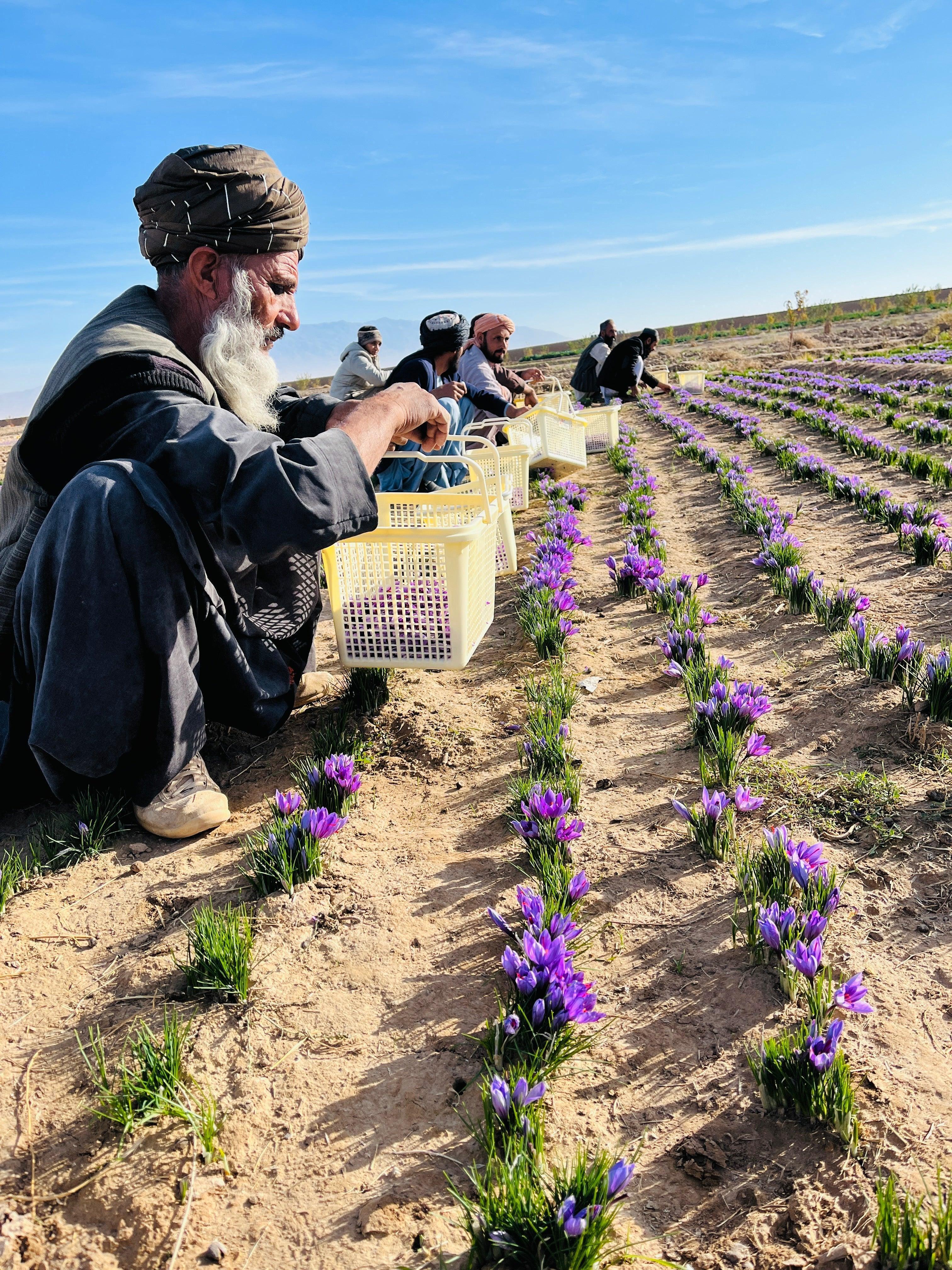 100g Saffron: Premium ISO Category #1 Afghan Saffron Threads