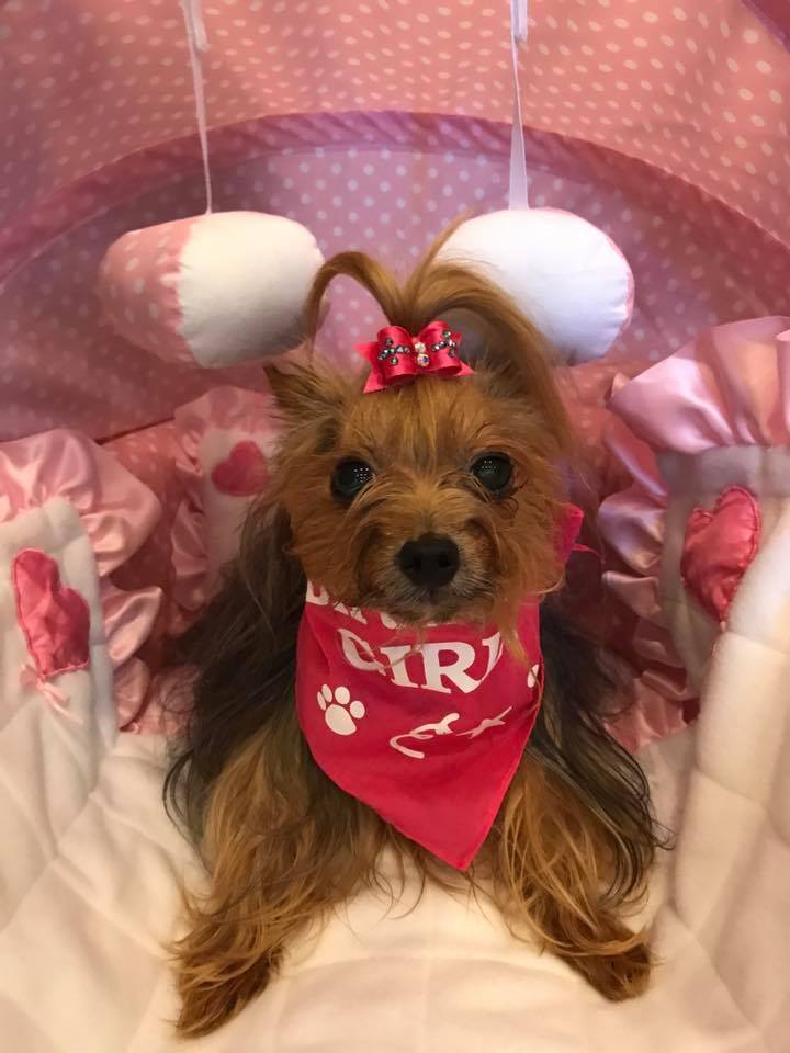 Birthday Girl Bandana