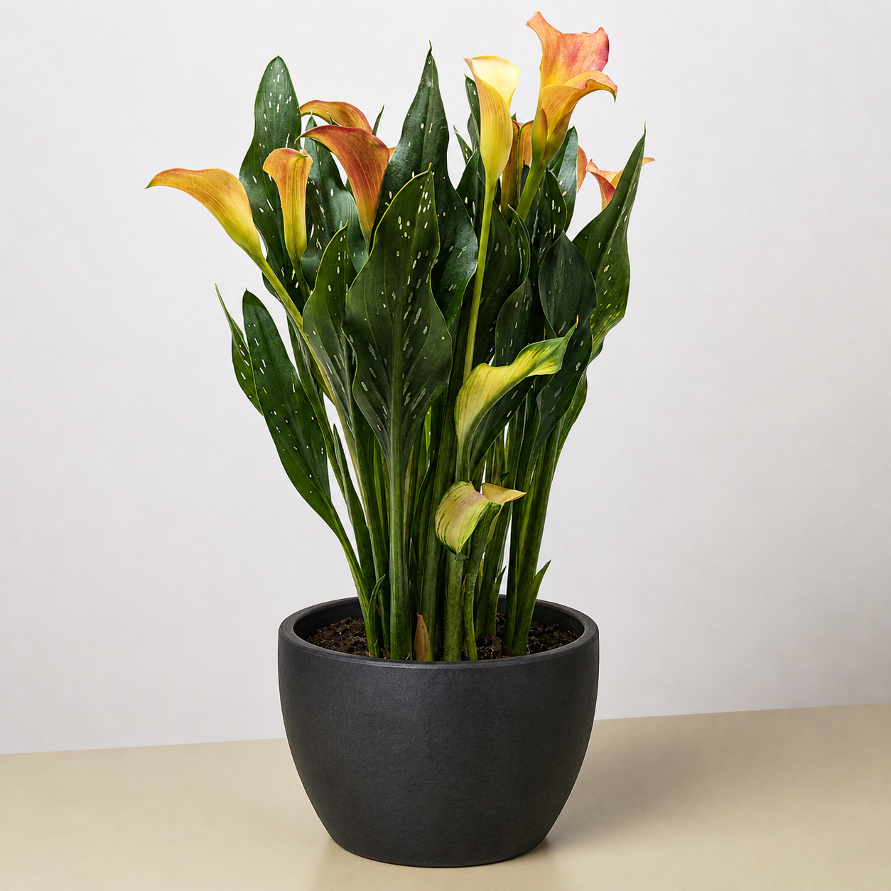 Calla Lily