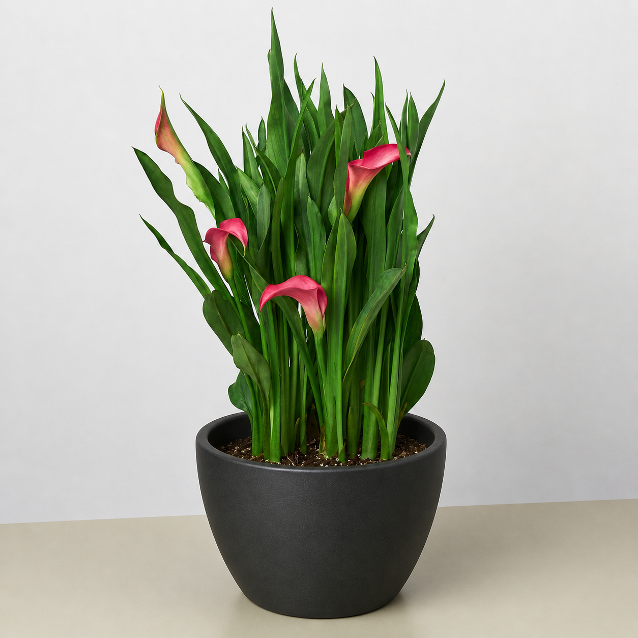 Calla Lily