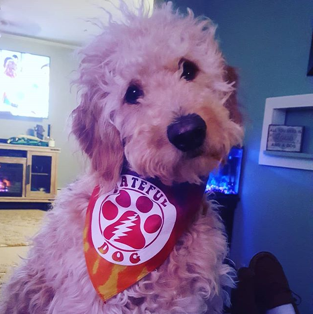 Grateful Dog Bandana