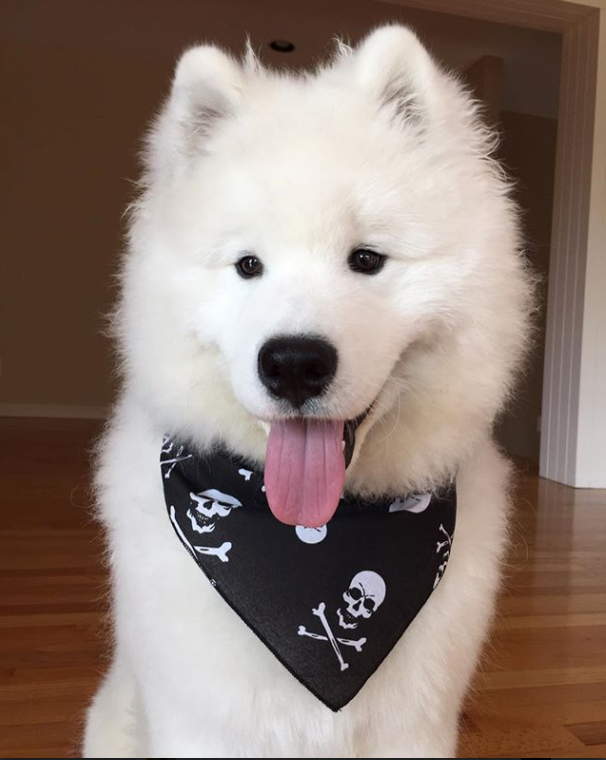 Skull and Crossbones Bandana