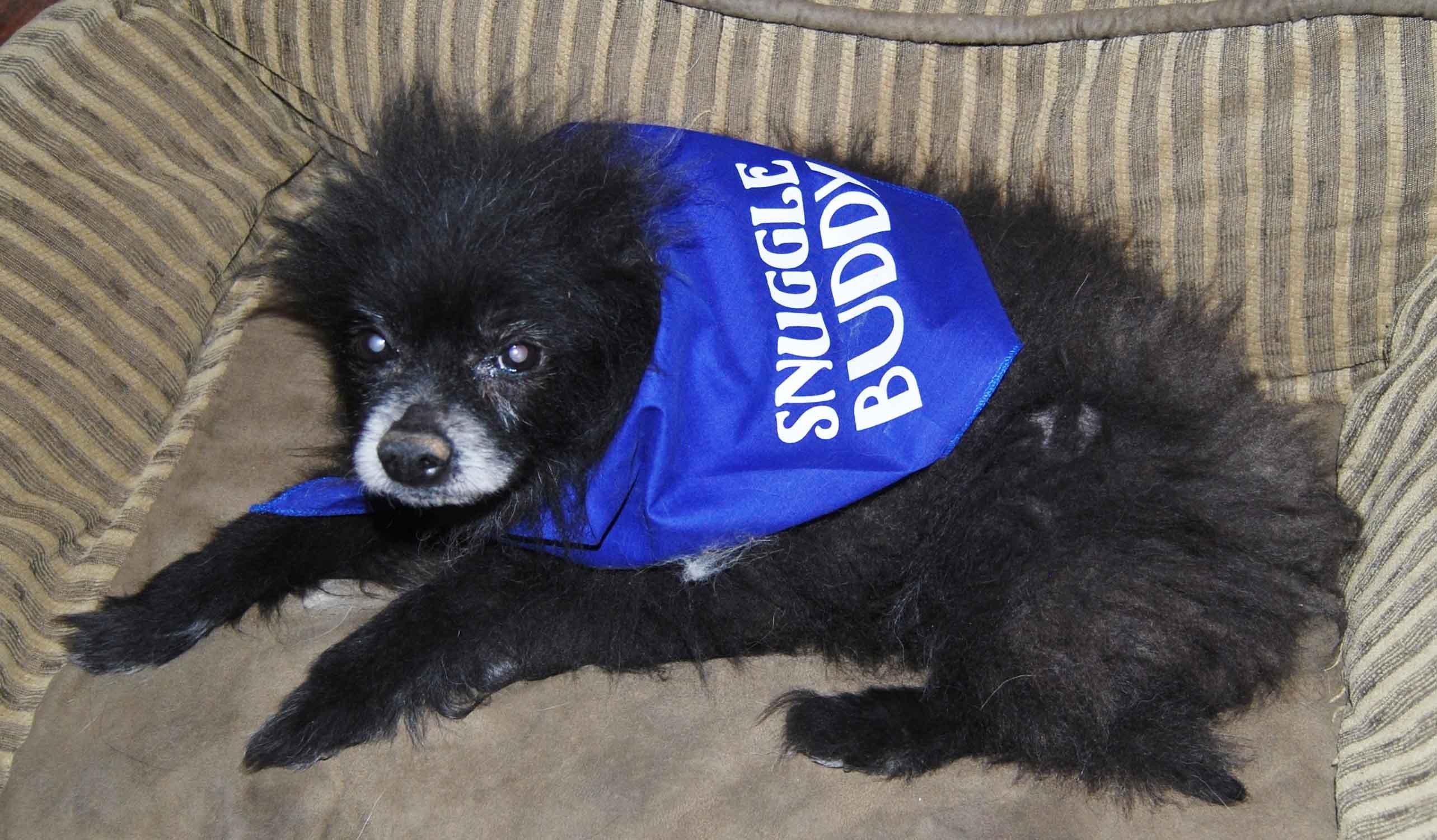 Snuggle Buddy Bandana