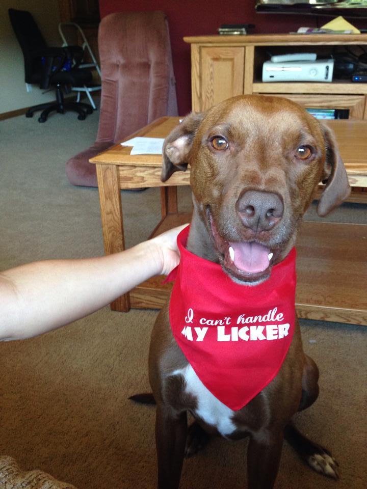 I Can't Handle My Licker Bandana
