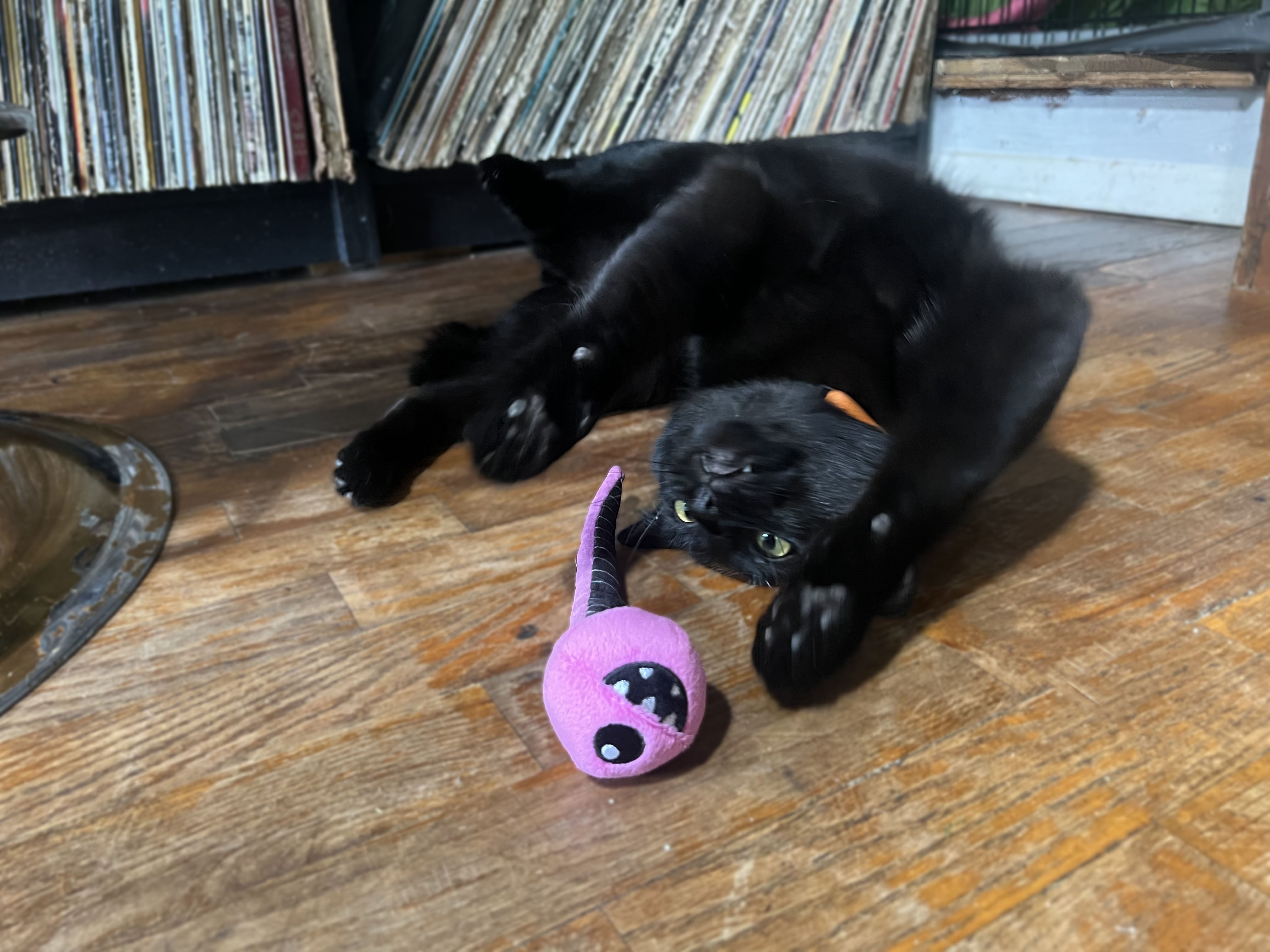 Pink Eye Jr.