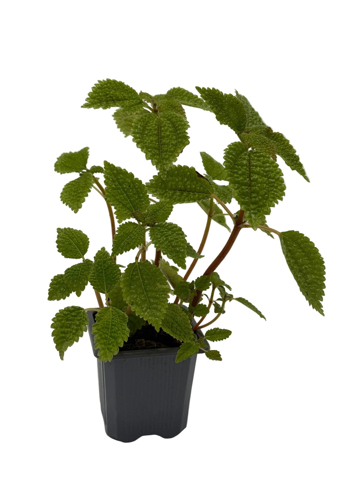 Pilea 'Moon Valley'