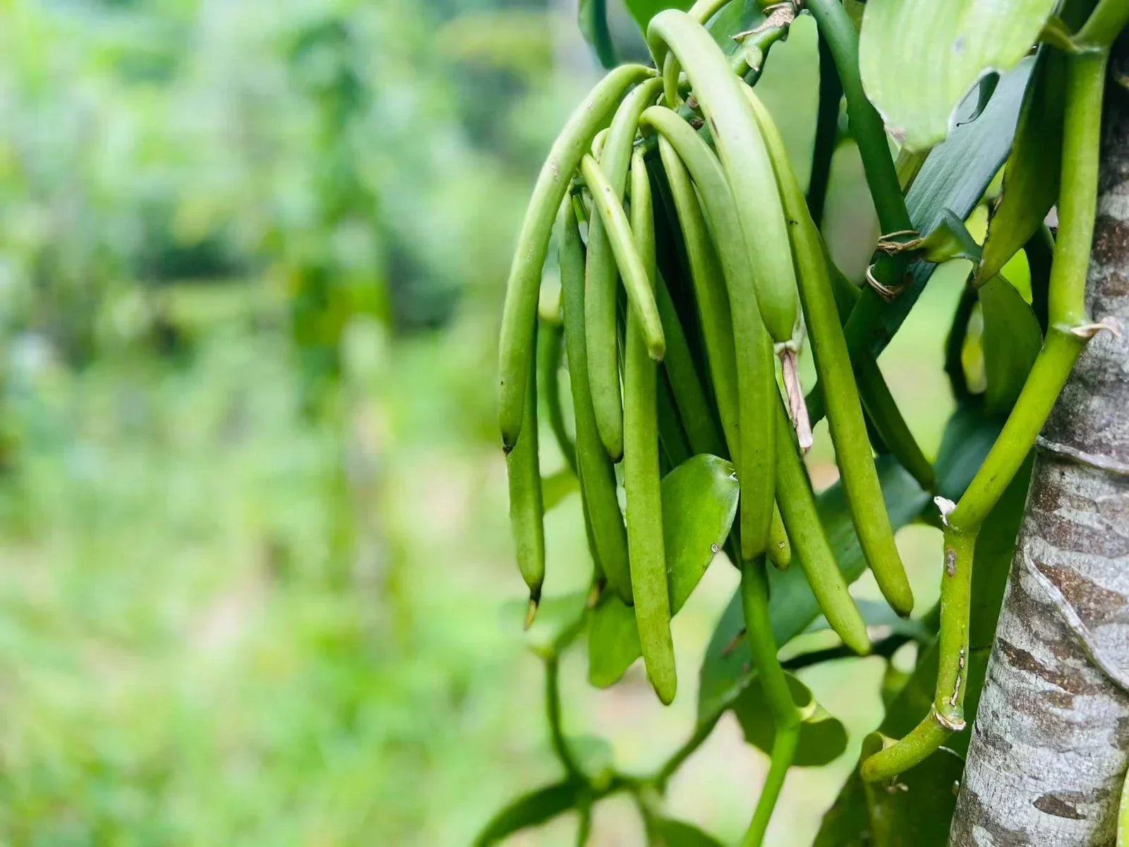 Madagascar Vanilla Beans, Grade A Gourmet Pods