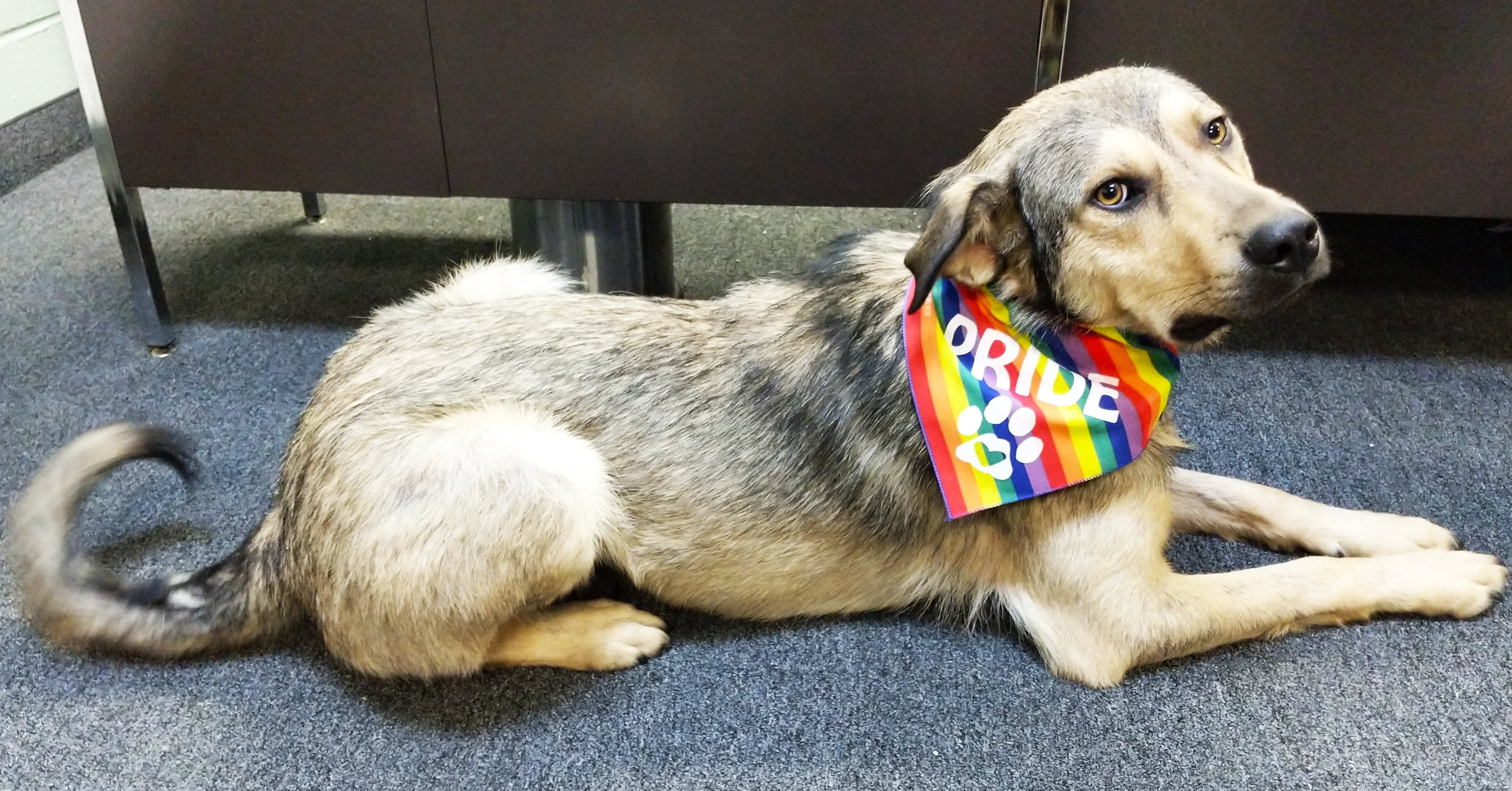 PRIDE Bandana