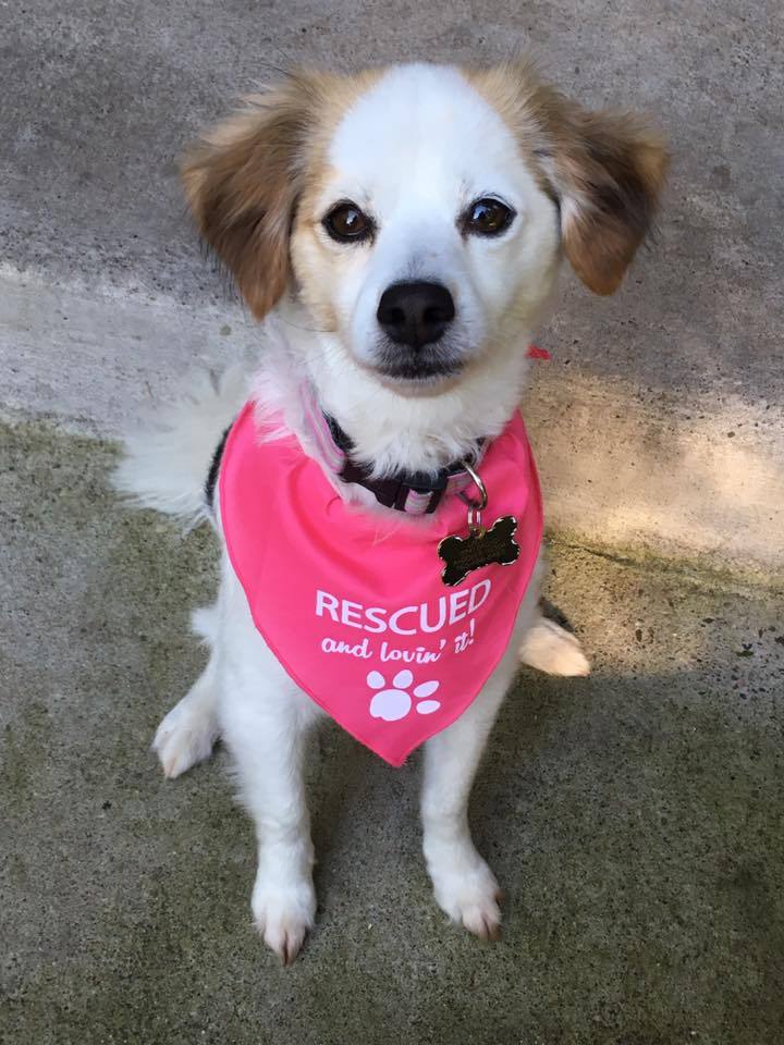 RESCUED and lovin' it! Bandana