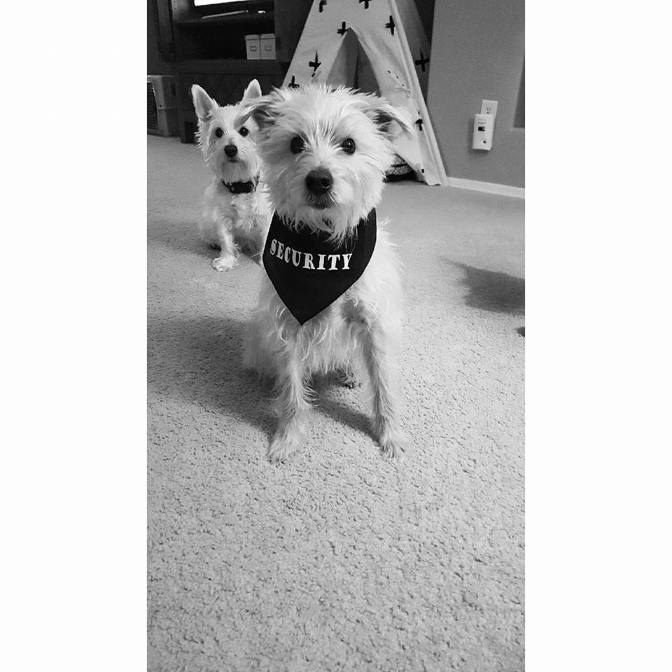 SECURITY Bandana