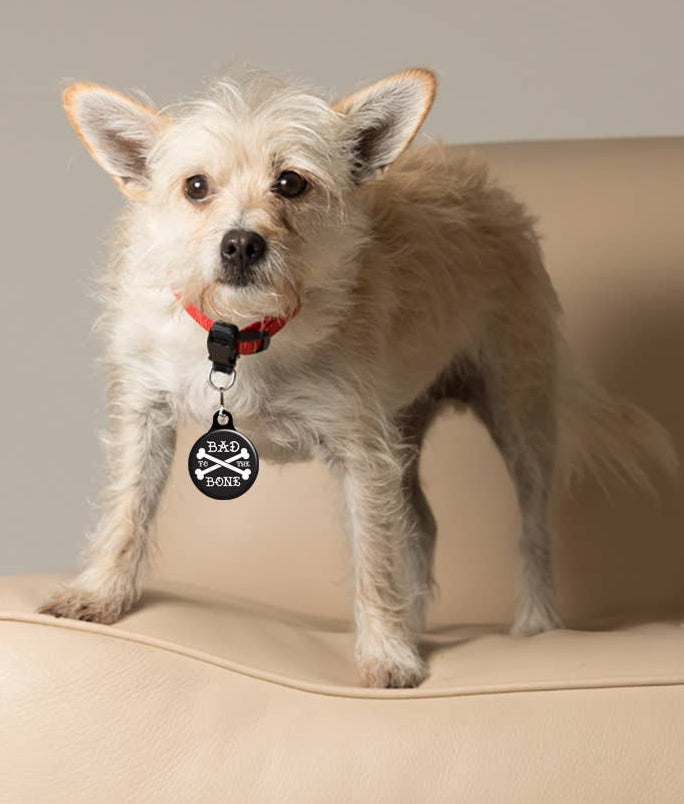 Collar Charm: Funny Sarcastic Dog & Cat Collar Charms