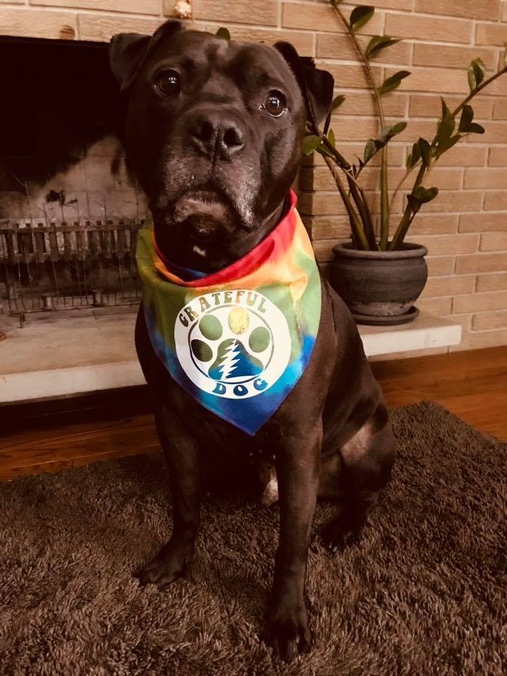Grateful Dog Bandana