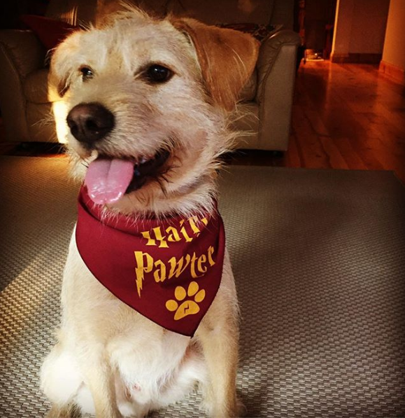 Hairy Pawter Bandana