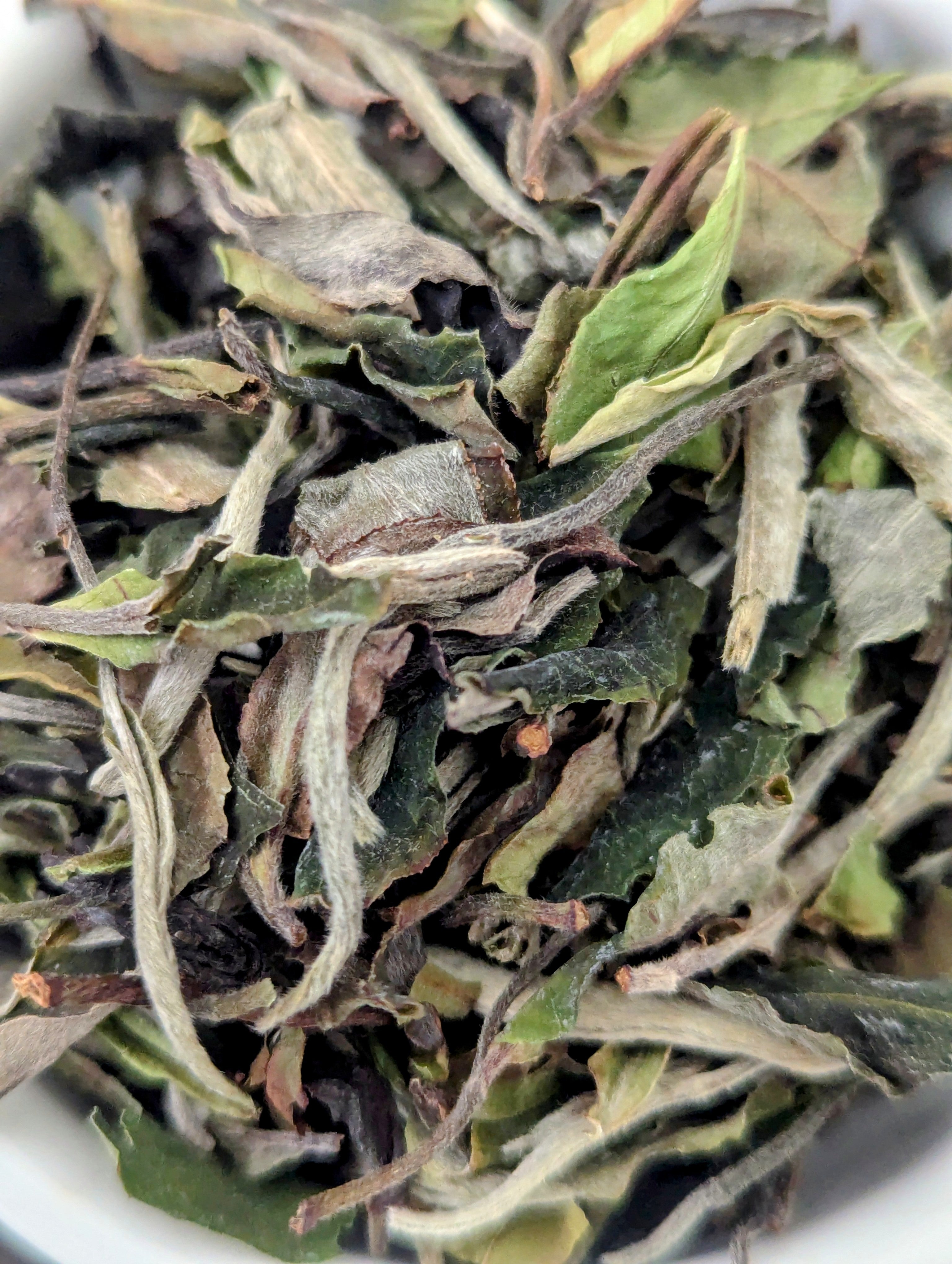 White Peony - Bai Mu Dan