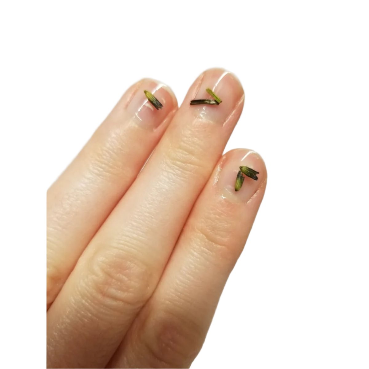 Brittle Nail Strengthening Serum (Brush on)